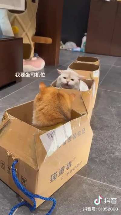 Cat train