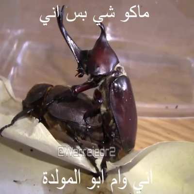 هعهعه<wbr>عهعهع<wbr>هع