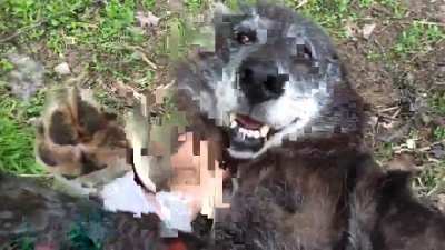 A very happy wolf