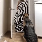 Suprise!