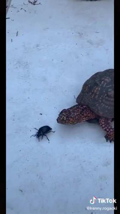 Get ‘em Fred