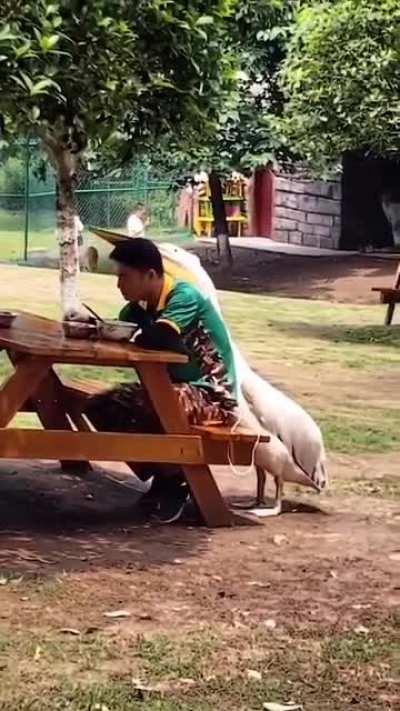 Just can't eat in peace!