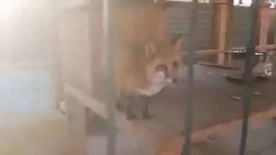 Fox’s make the strangest of sounds..