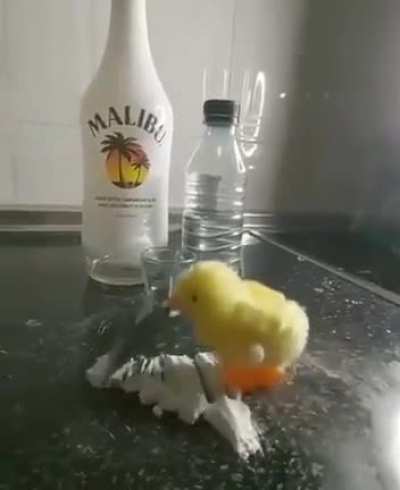 Just a toy chick