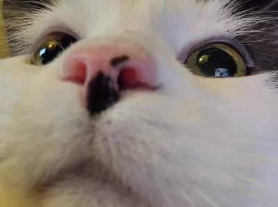 tubby