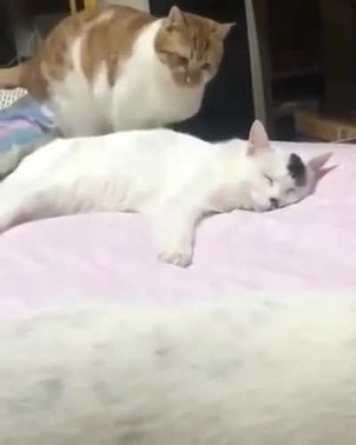 When you get punished for looking like kitler