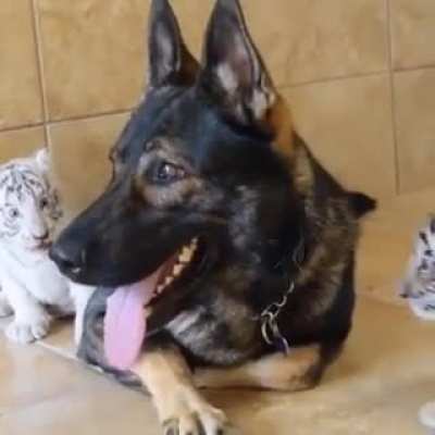 Try to sneak up on a german shepard