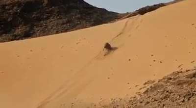 Baby elephant descending from sand dune