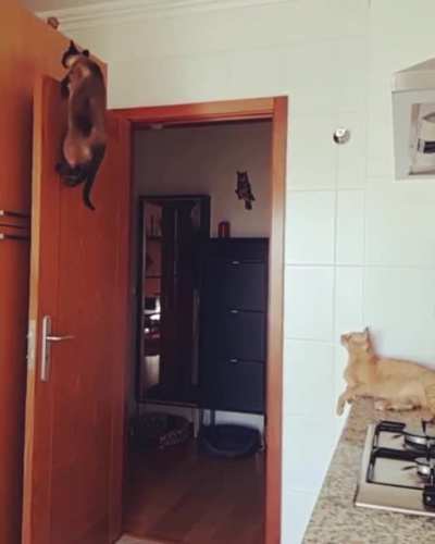 Leap and Climb