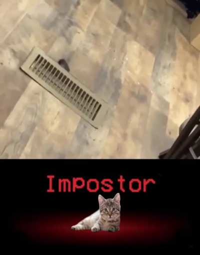 Cat is so sus
