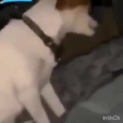 pode cachorro indiano no subreddit?