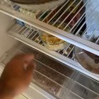 Do kookaburras like pasta?