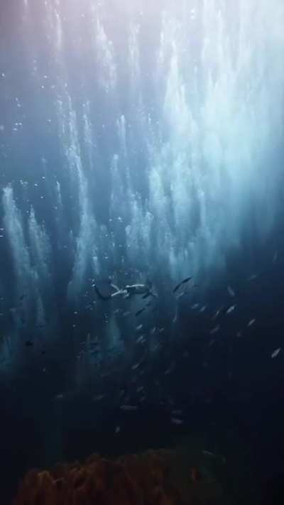 Diving in bubbles