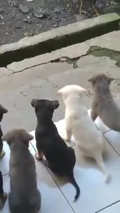 Puppies seeing chicken for the first time