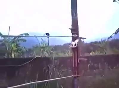 Ninja kitty warriort