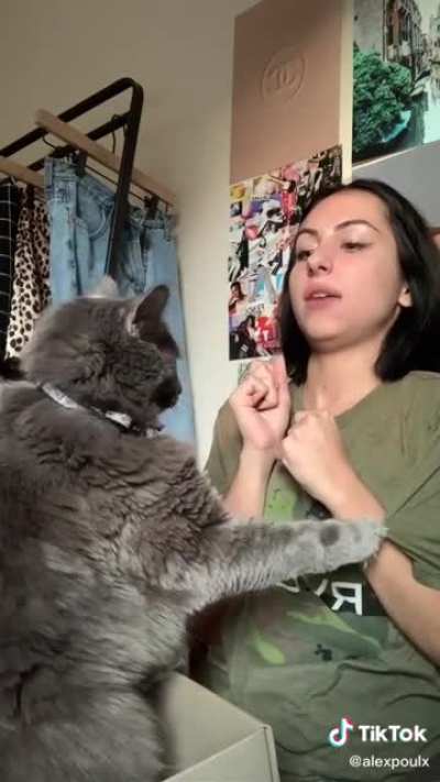 Salescat gets fired for underperforming 😾