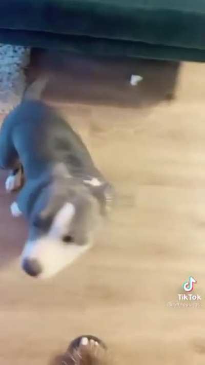 Pit bull gets the best parenting talk
