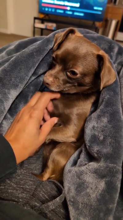 Chihuahua behavior