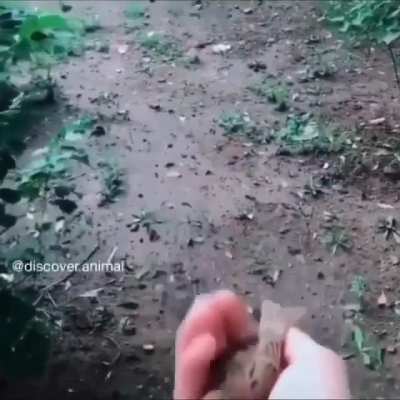 Ручной воробей
