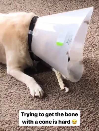 MUST GET BONE BUT HOW