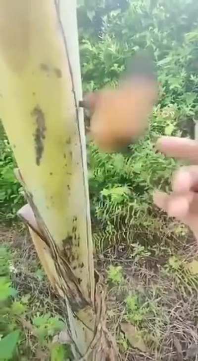 blursed_bird