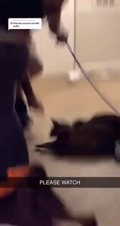 I swear this cat just did two bullet jumps!