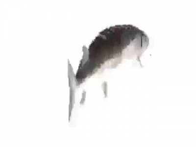 fard