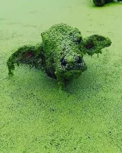 Я водяной, я водяной...