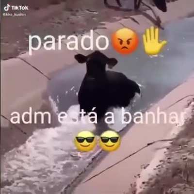 Adm brabo d+