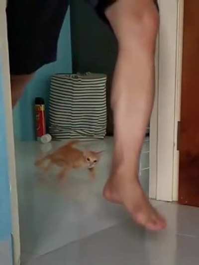 Fast And Furriest Kitty Drift