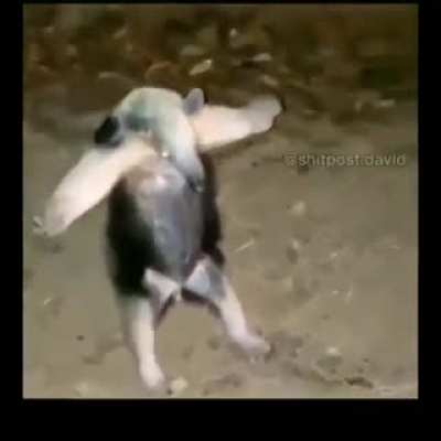 Cachorro esquisito do muquinha no fim da live