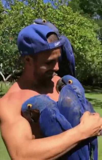 Parrots consider this man with a blue hat as one of their own.