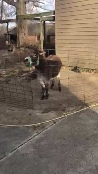 my dad’s a postman, this is a friend he made delivering mail