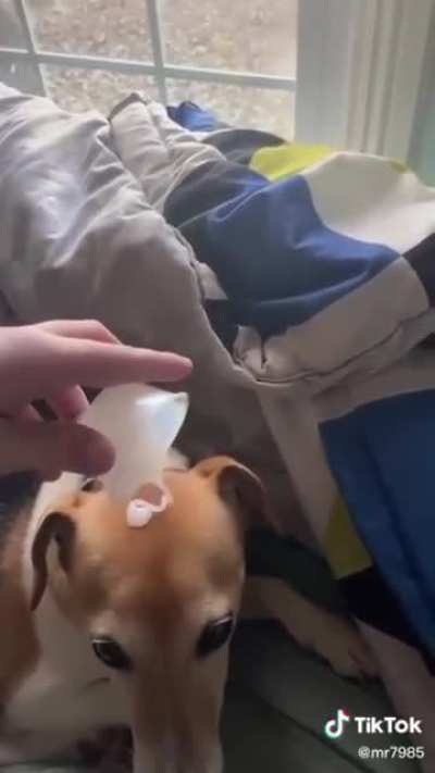 I think I've stepped into the beastiality side of Tik-Tok. . . Please rescue me, I'm being held hostage. . .