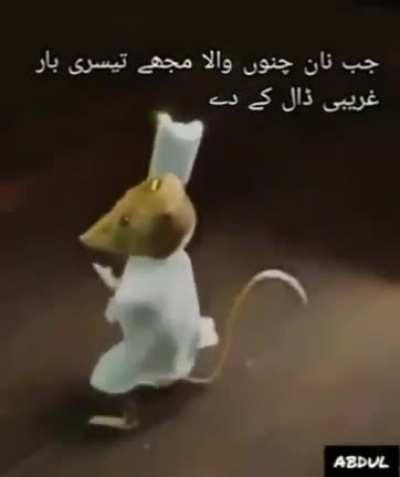 Pope Francis Rat