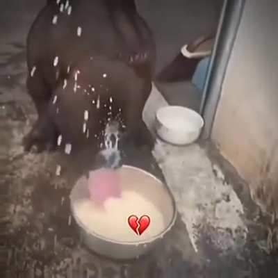🐶🍼