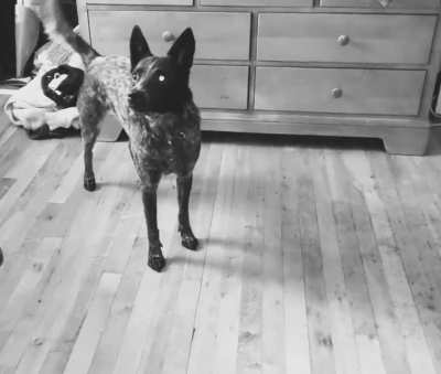 doggy