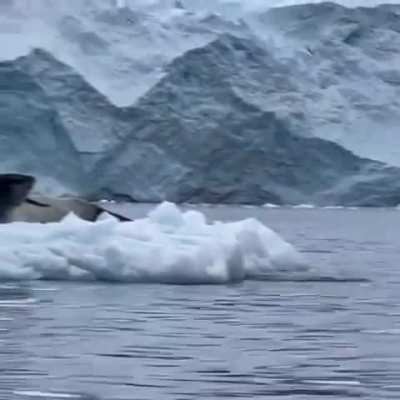 The exact moment the penguin realized.
