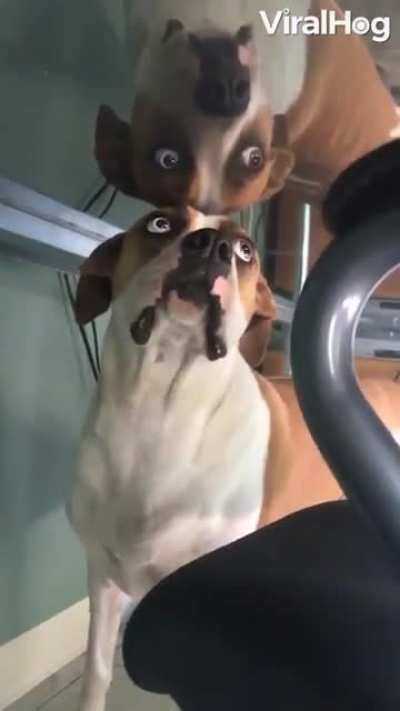 She discovered the secret mirror realm under the desk!