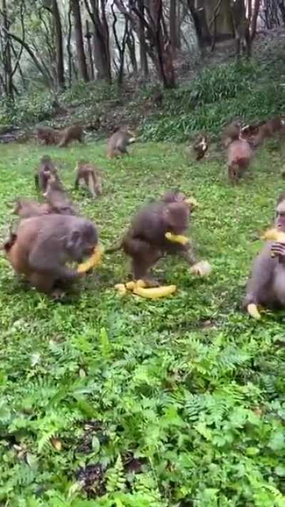 banana