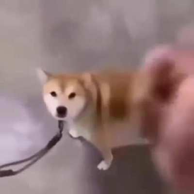 Dogemobile