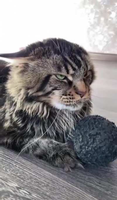 Этот мячик не отдаст