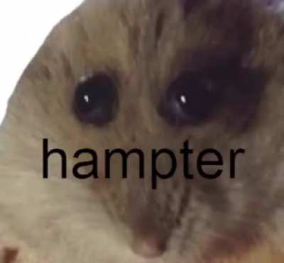 HAMPTER.....JUST HAMPTER....