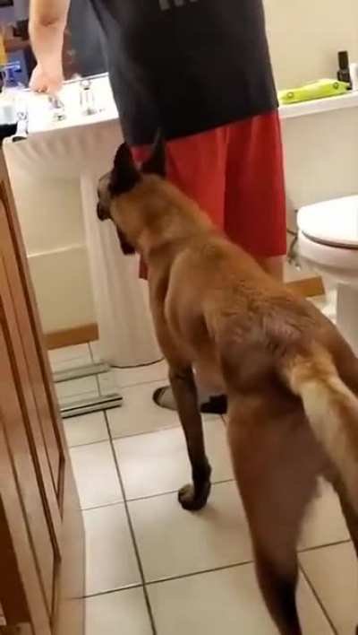 Guide dog helps blind people use toilet