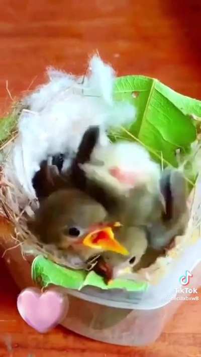 Baby Bird Eats Then Poops