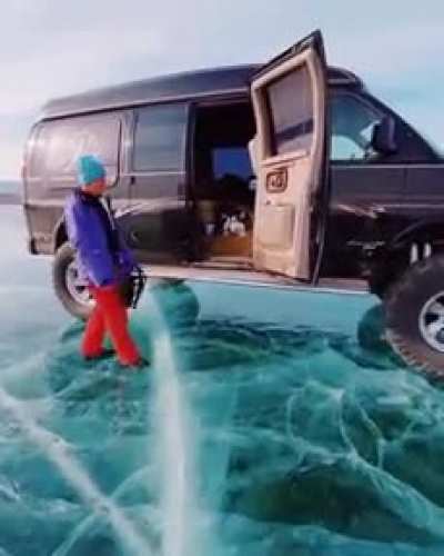 Собака интроверт