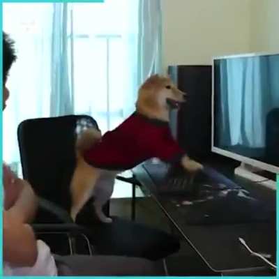 When your dog is better in King of Fighters than you.