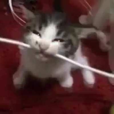 bite