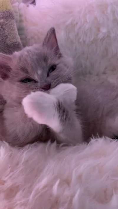 This is Soup & his post meal grooming