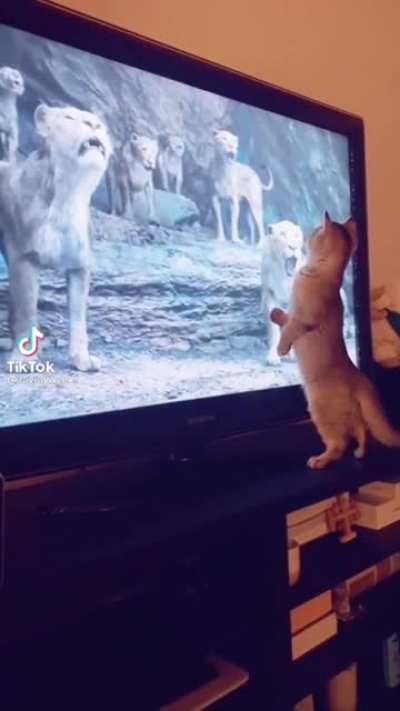 To be a lion